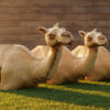 CAMELLLOS para Photocall y Cabalgata
